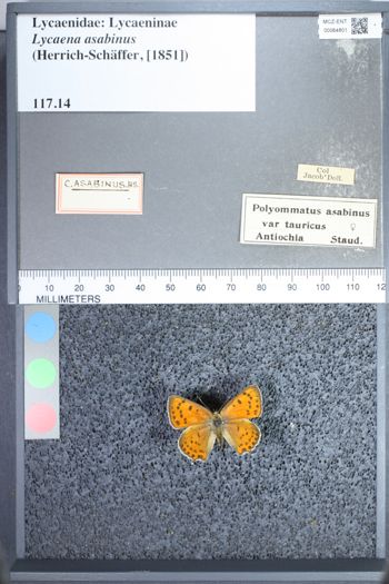 Media type: image;   Entomology 64801